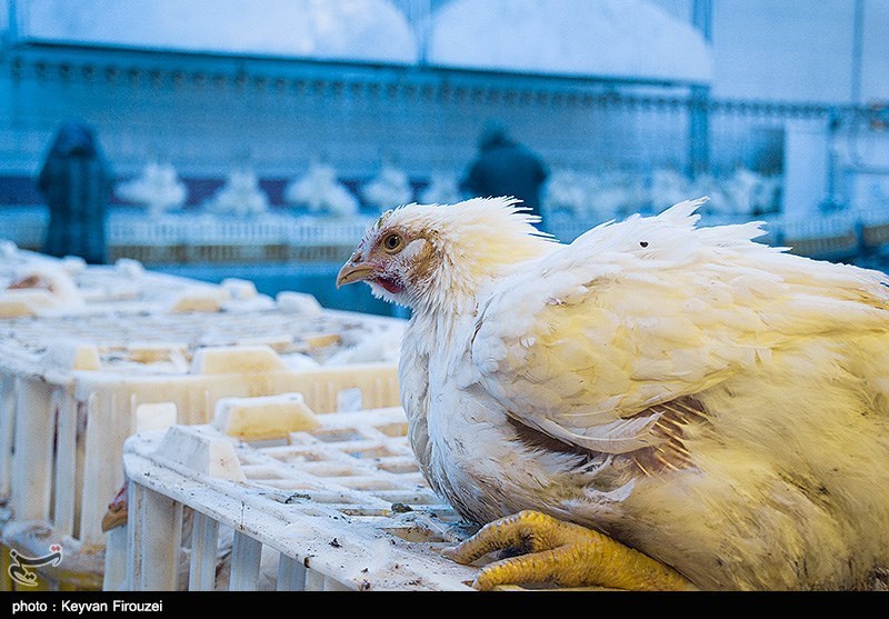 استان تهران در وضعیت هشدار آنفلوانزای فوق حاد پرندگان قرار گرفت