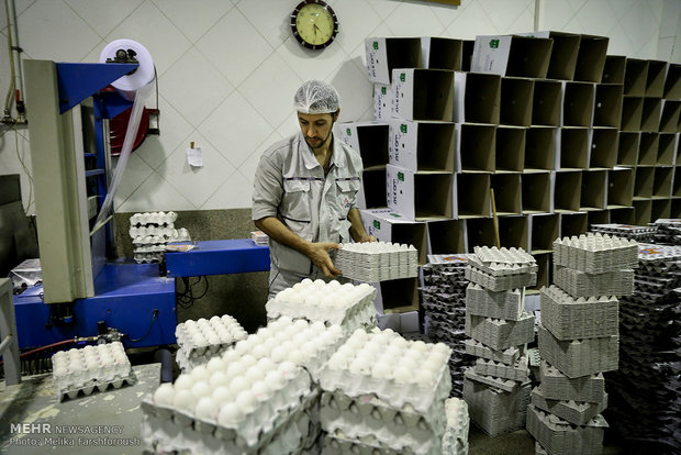 پیش بینی تولید ۹۵۰ هزار تن تخم مرغ در سال جاری