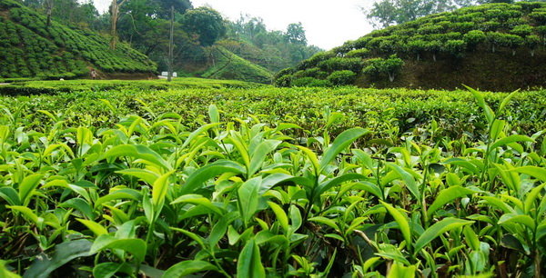 خرید تضمینی برگ سبز چای به ۹۱ هزارتن رسید/ پرداخت ۷۰ درصد مطالبات چایکاران
