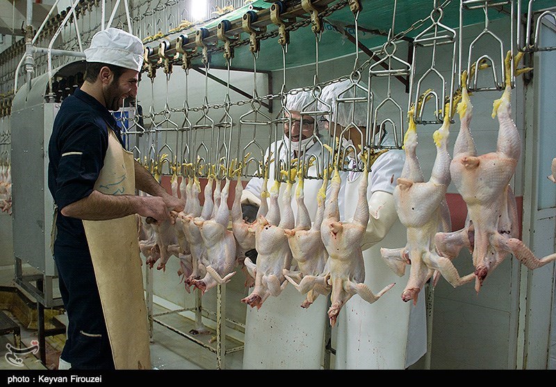 ماجرای توزیع مرغ مرده در بازار/امکان اعطای برند حلال از داخل کشور