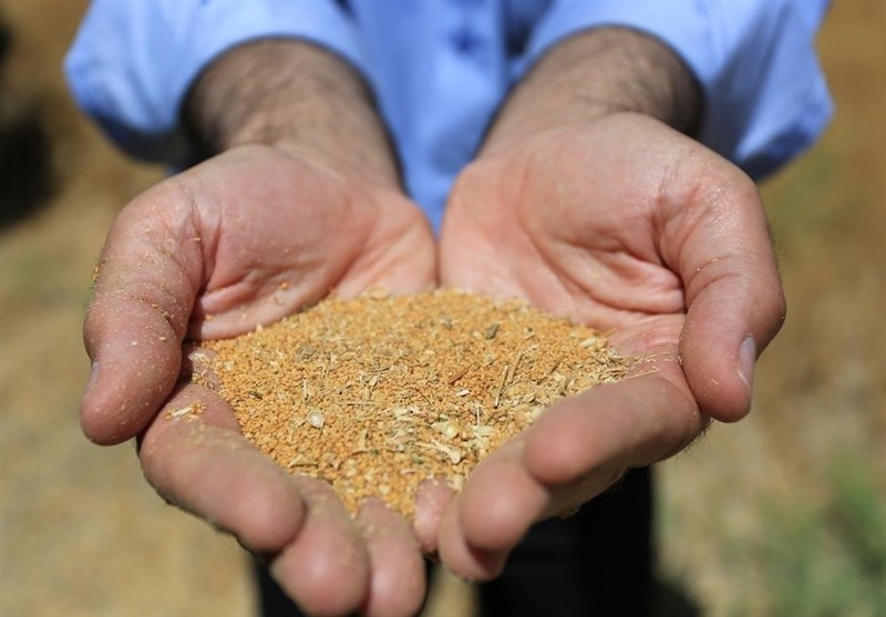 امکان تولید سویای غیرتراریخته در ۳۰۰ هزار هکتار از اراضی خوزستان