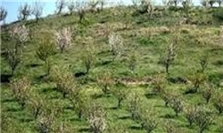 ایران در تولید محصولات باغی رتبه تک رقمی دارد/ سرانه تولید میوه در ایران سه برابر جهانی