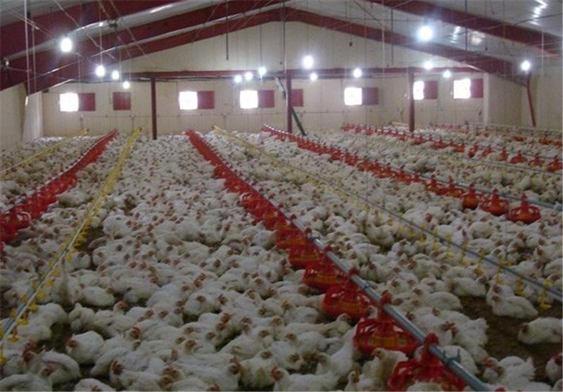 وضعیت صنعت مرغ گوشتی کشور بحرانی شد + سند