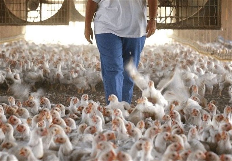 مرغداران: مرغ را با ۱۵۰۰ تومان ضرر می‌فروشیم