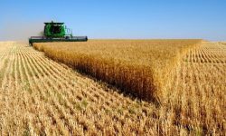 تیر خلاص دولت روحانی به خودکفایی گندم