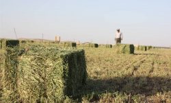 هفت رقم زراعی جدید در کشور رونمایی شد