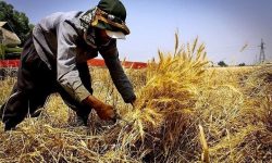 ۴ میلیون و ۷۱۰ هزار تن گندم از گندمکاران خریداری شده است . پرداخت باقی مانده مطالبات تا پایان هفته