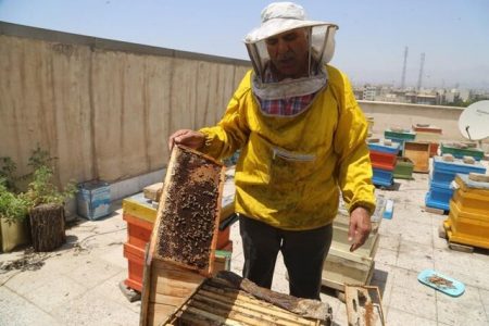 جابه‌جایی زنبورها از ۱۶ مهر در گلستان ممنوع است