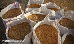 تاکنون ۲۶۰ هزار تن گندم از کشاورزان خوزستانی خریداری شد