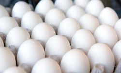 مردم از سال ۱۴۰۰ به جای مرغ و گوشت، بیشتر تخم مرغ می‌ خورند