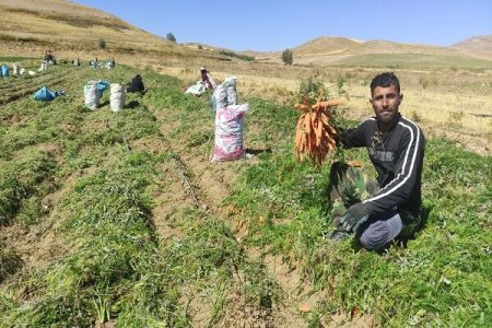 کشت هویج در ۲۰۰ هکتار از اراضی چهارمحال و بختیاری