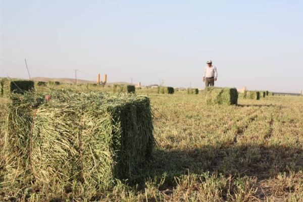 امنیت غذایی در خطر است